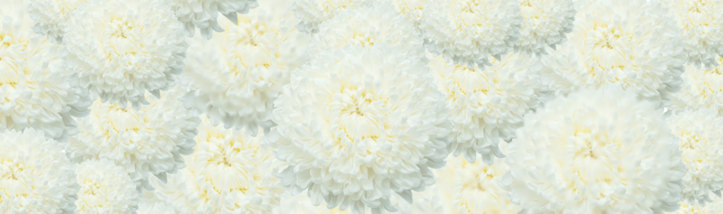 White Chrysanthemums, Homecoming mum flowers, Homecoming mums.